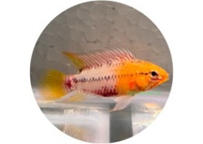 Apistogramma Hongsloi II
