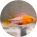 Cichlid-Dwarf