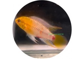 Apistogramma Hongsloi