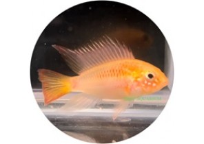 Apistogramma Viejita Gold