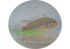 Apistogramma Agassizii