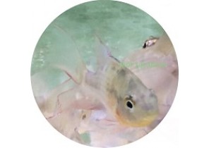 Bolivian Butterfly Cichlid