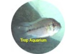Apistogramma Borelli