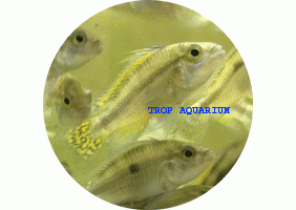 Apistogramma Cacatuoides