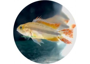 Apistogramma cacatuoides double red