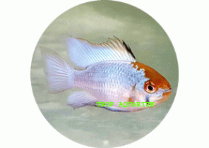 Ram Electric Blue Golden Head