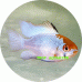 Cichlid-Dwarf