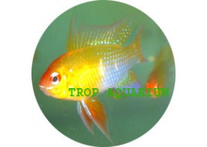 Ram Cichlid Golden