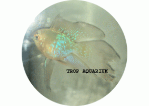 Ram Cichlid Golden LT