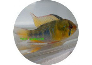 Ram Cichlid