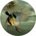 Cichlid-Dwarf