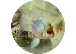 Ram Balloon Electric Blue Golden Head