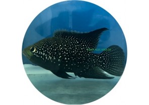 Black Diamond Cichlid