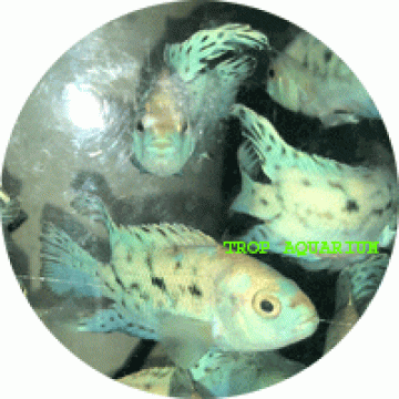 Cichlids