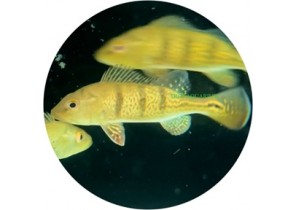 Golden Bahia Peacock Bass