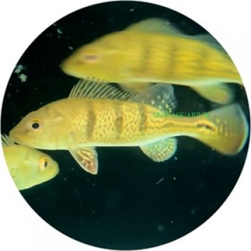 Golden bahia peacock bass (Cichla kelberi bahia gold)