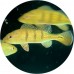 Cichlid (South/Central American)