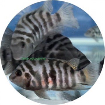 Convict cichlid