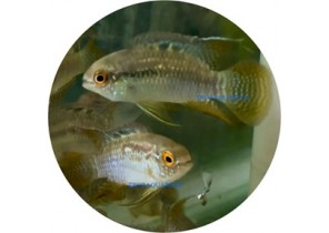 Dwarf Flag Cichlid
