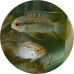 Cichlids