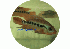 Guayas Cichlid