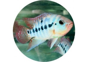 Guayas Cichlid