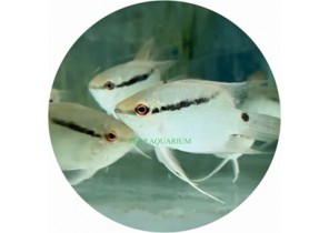 Flag Cichlid (Festivum Cichlid)