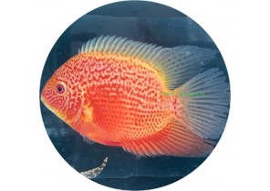 Hero Severum