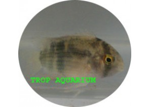 Keyhole Cichlid