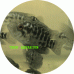 Cichlids