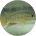 Cichlids