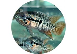 Red Tiger Cichlid