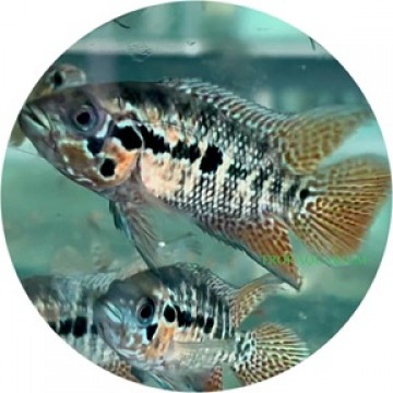 Red Tiger Cichlid (Parachromis Motaguensis)