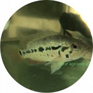 Red Tiger Cichlid (Parachromis Motaguensis)
