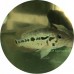 Cichlids