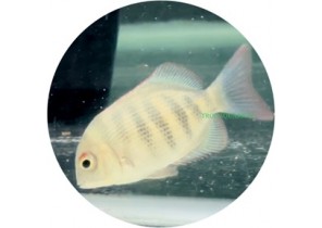 Pinstripe Damba Cichlid (Paretroplus Menarambo)