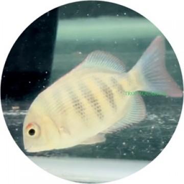 Pinstripe Damba Cichlid (Paretroplus Menarambo)