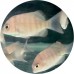 Cichlids