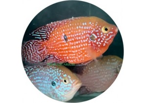 Red Jewel Cichlid Balloon