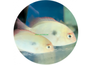 Spotted Damba Cichlid (Paretroplus Maculatus)