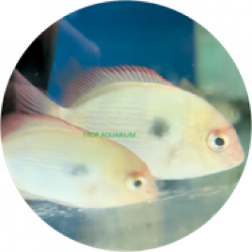 Spotted damba cichlid (Paretroplus maculatus)