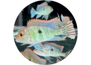Tapajos Orange Head