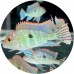 Cichlids