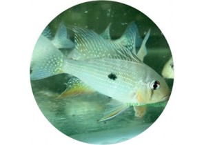 Threadfin Acara