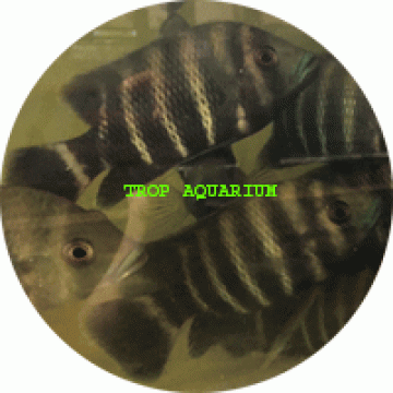 Tilapia buttikoferi (Zebra tilapia)
