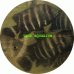 Cichlids