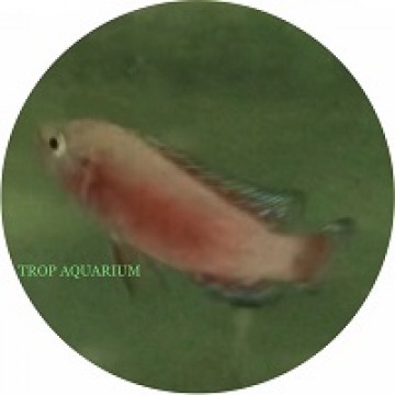 Turkana jewel cichlid