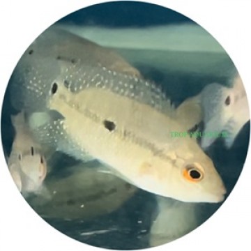 Umbee cichlid