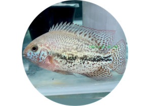 Vieja Bifasciatus Rio Chacamax