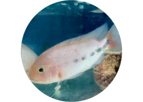 Vieja Breidohri (Angostura Cichlid)
